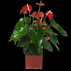 Антуриум: экзотическое растение с яркими соцветиями