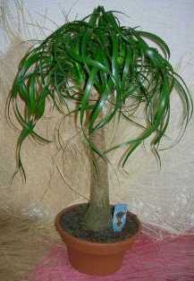 Бокарнея (Нолина): экзотическое растение с элегантным стволом