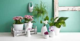 Декоративно-цветущие растения и удобрения: какие подкормки выбрать