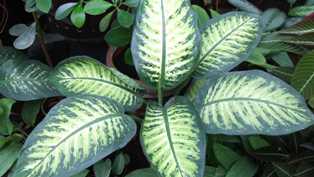 Диффенбахия: элегантное и яркое растение для дома
