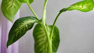 Диффенбахия: необычное растение с яркими пятнами