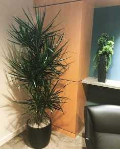 Драцена: популярная растение в декоре интерьера