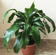 Драцена: популярное растение для офисных и жилых помещений