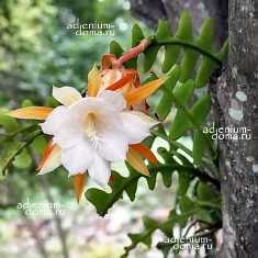 Эпифиллум: восхитительные цветы в тишине