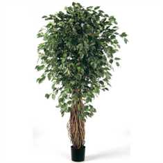 Фикус: великолепное растение для создания зеленой атмосферы