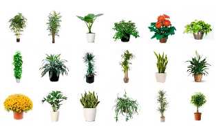 Идеальные декоративно-лиственные растения для дома: алоказия, пальмы и бегония