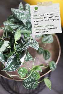 Идеальные растения для офиса: зелень в помощь концентрации и релаксации