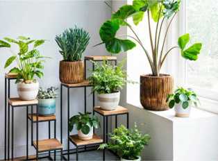 Идеи для декорирования интерьера с использованием декоративно-листовых растений
