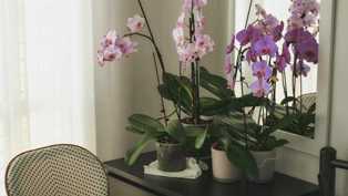 Как правильно подкармливать орхидею: важные моменты удобрения