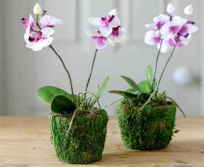 Как правильно удобрять орхидеи: секреты здорового и красивого роста