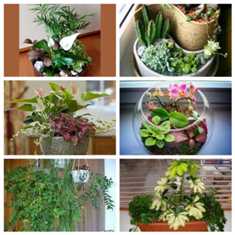 Как создать стильный композицию с разными видами декоративно-цветущих растений