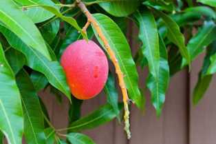 Как удобрять манго для получения плодов высокого качества