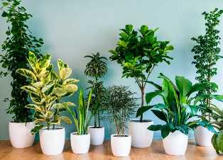 Кактусы и суккуленты: популярные и неприхотливые растения для интерьера