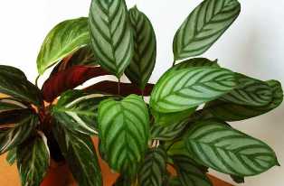 Калатея: растение с яркими листьями, идеальное для интерьера