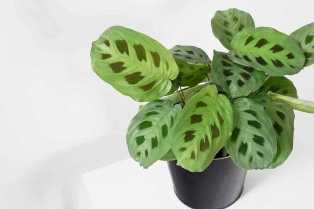 Маранта: растение с необычными листьями