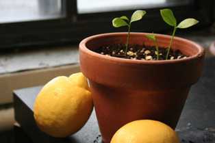Мир цитрусовых: как вырастить свой миниатюрный сад