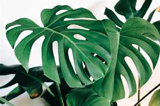 Монстера: экзотическое растение с огромными листьями