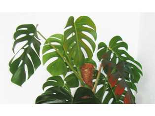 Монстера: крупнолистое растение с необычной формой листьев