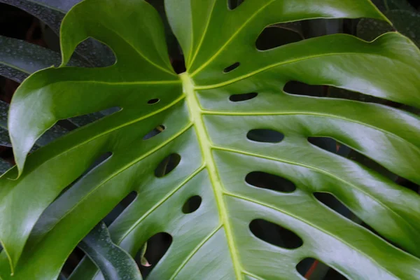 Монстера: растение-экзотика для создания тропического настроения