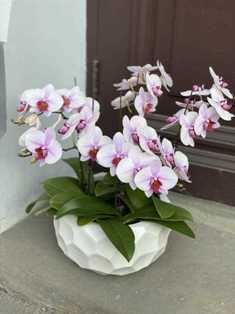 Орхидеи: элегантность и изысканность на вашем подоконнике