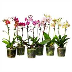 Орхидеи: как обеспечить им правильный уход и процветание