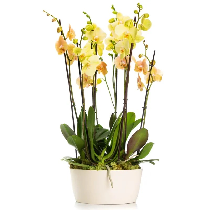 Орхидеи: королевский шик на вашем подоконнике