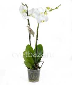 Орхидеи:
