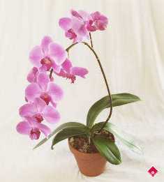 Орхидеи: красота и изысканность в твоем доме годами