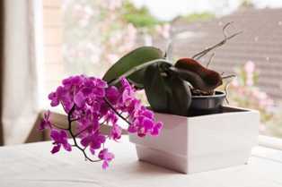 Орхидеи: советы по уходу и разведению