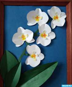 Орхидеи: загадка и красота в каждом цветке