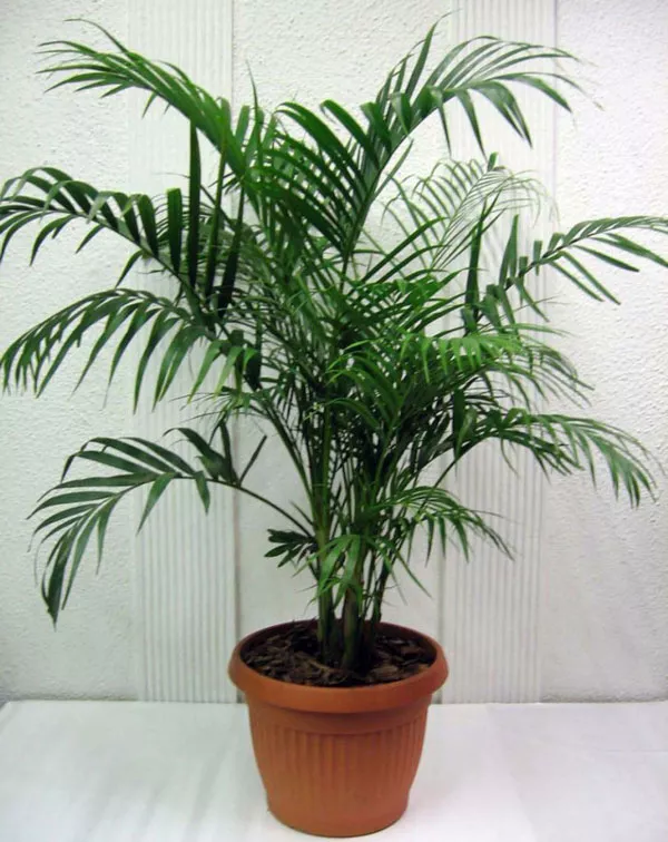 Пальмы: элегантные и стильные растения в домашнем оазисе