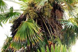Пальмы в саду: создание тропической атмосферы