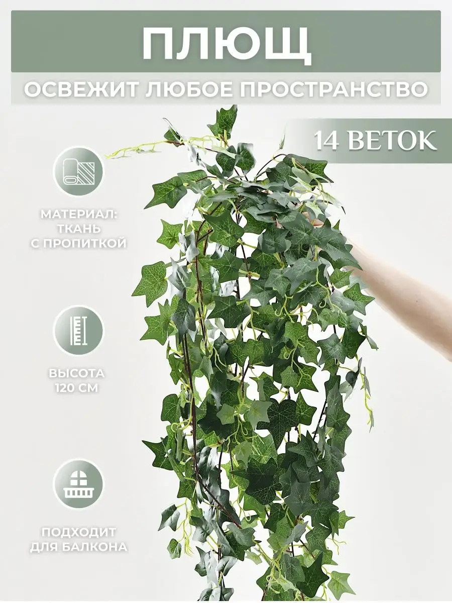 Плющ: идеальное растение для декорирования пространства