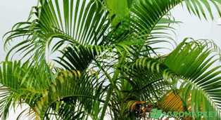 Практический гид по выращиванию пальм