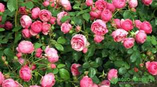 Разнообразие роз: как выбрать и выращивать красивые сорта
