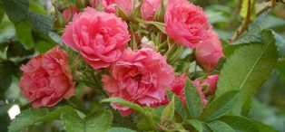 Розы: идеальные цветы для создания романтического настроения