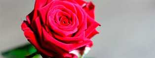 Розы: символ любви и изысканности