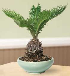 Секреты процветания пальм в домашних условиях