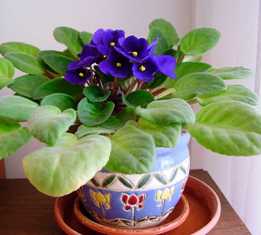 Сенполия (фиалка): милое и нежное растение для озеленения дома