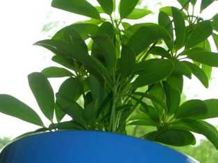 Шефлера: декоративное растение с необычной формой листьев