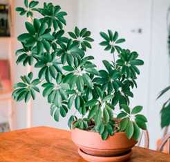 Шефлера: элегантное и устойчивое растение для вашего дома