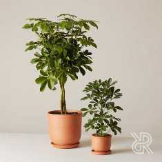 Шефлера: популярное растение с нежными листьями