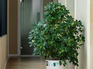 Шефлера: уникальное растение с филлантовидными листьями