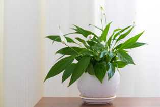 Спатифиллум: элегантный и изящный растение с белыми цветами