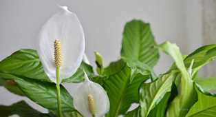 Спатифиллум: красивая зелень и чувственные белые цветы