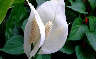 Спатифиллум: нежный и изящный цветок для создания атмосферы