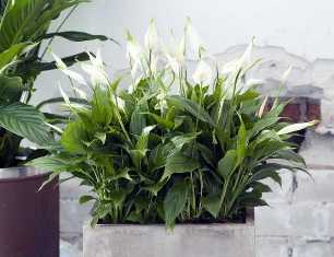 Спатифиллум: растение-чудо для чистого воздуха в вашем доме