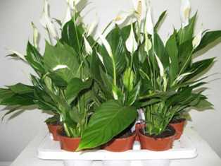 Спатифиллум: растение-очищатель воздуха