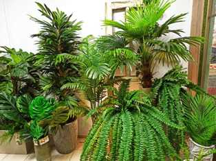 Тропический рай в вашем доме: создание тропического стиля с помощью растений