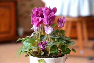 Цикламены: какие удобрения необходимы для обильного цветения